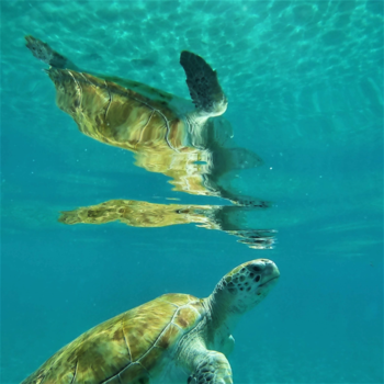 Curaçao - Keep the sea plastic free