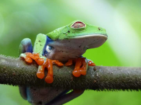 La Fortuna - Roodoogkikker