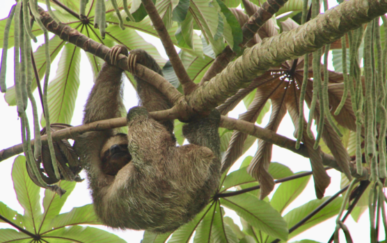 Costa Rica - Luiaard