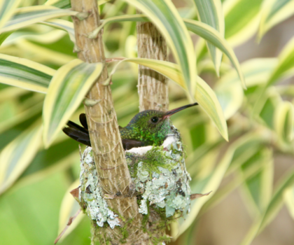 Costa Rica - Broedende kolibrie