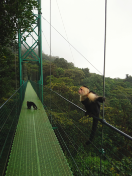Costa Rica - Monteverde hanging bridges