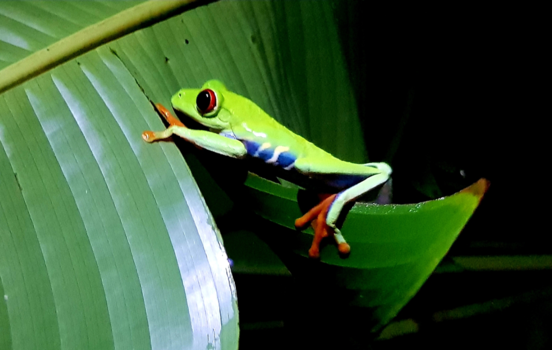 Costa Rica - Catch me if you can