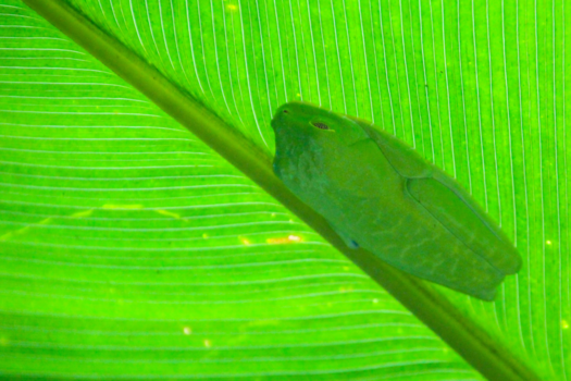 Costa Rica - Camouflage