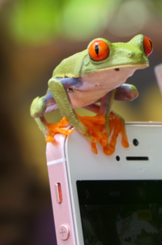 Rondreis hoogtepunten Costa Rica - ff bellen...