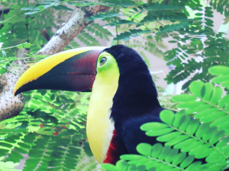 Rondreis hoogtepunten Costa Rica - Costa Rican colours