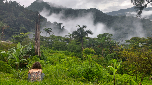 Costa Rica - Ananasheuvel