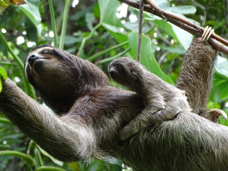 Costa Rica - Luiaard met baby