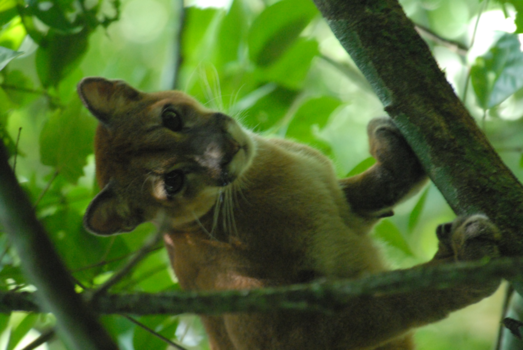 Corcovado National Park - Puma Vida