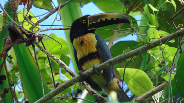 Rondreis Costa Rica en Panama - Toekan