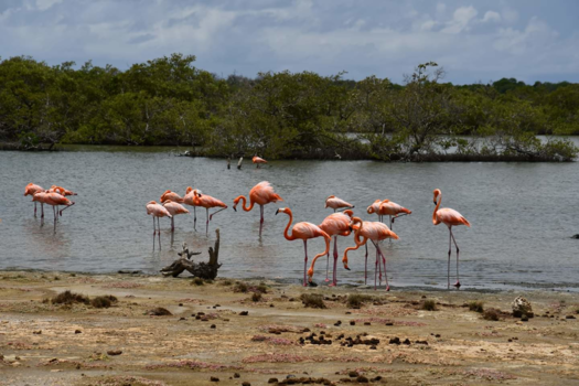 Bonaire - Flamingo's