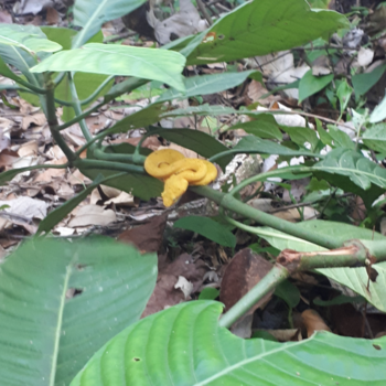 Rondreis Costa Rica en Panama