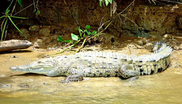 Costa Rica in drie weken - American crocodile