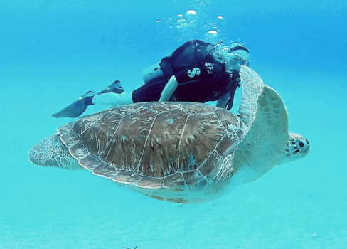 Curaçao - Close encounter