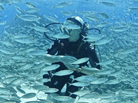 Curaçao - In the bait ball