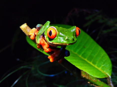 Costa Rica in drie weken - Rainforest tree frog
