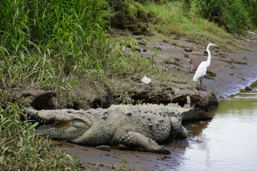 Rondreis hoogtepunten Costa Rica