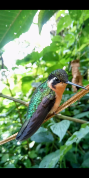 Costa Rica in drie weken - Colibri Monteverde