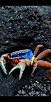 Costa Rica in drie weken - Westkust Costa Rica