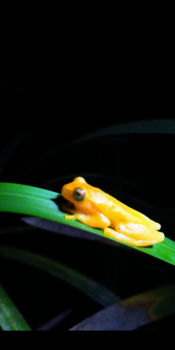 Costa Rica in drie weken - Grenouille