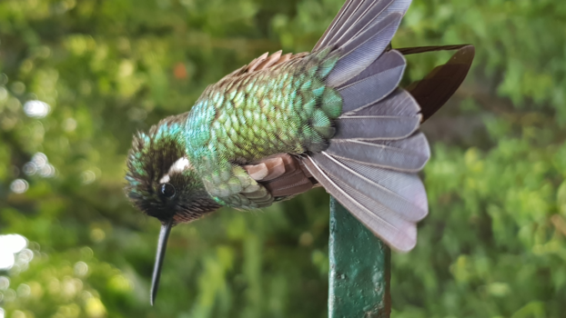 Rondreis hoogtepunten Costa Rica - Kolibrie voor mijn lens (niet ingezoomed)