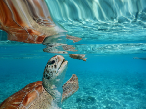 Klein Curaçao - Voedertijd