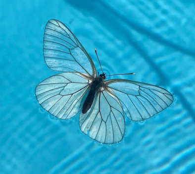 Cuba - Vlinder zoekt verkoeling in ons zwembad zomer 2019 Frankrijk