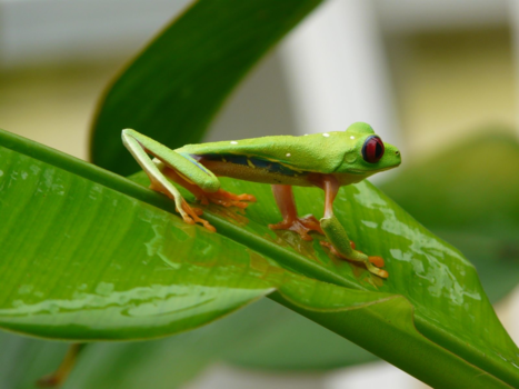 Rondreis Caribische kust Costa Rica - Kikker Costa Rica