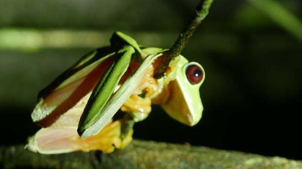 Corcovado National Park - Red eyed frog