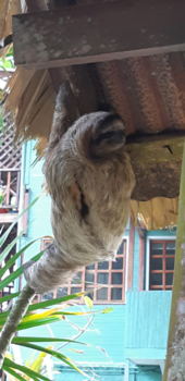 Rondreis Caribische kust Costa Rica - Luiaard (sluit)