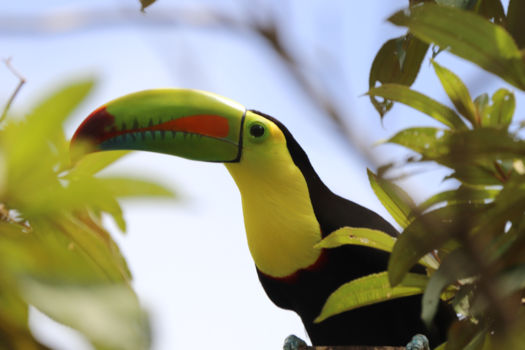 Costa Rica - Zwavelborsttoekan die even een kijkje kwam nemen in de tuin van het onderzoeksstation