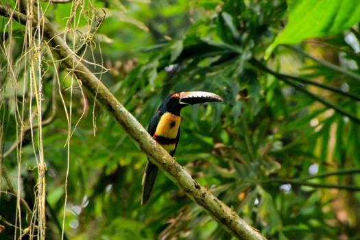Costa Rica in drie weken - Mooie Halsbandarassari toekan