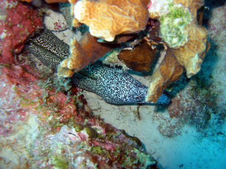 Bonaire - Onderwater mooi mooi mooi.