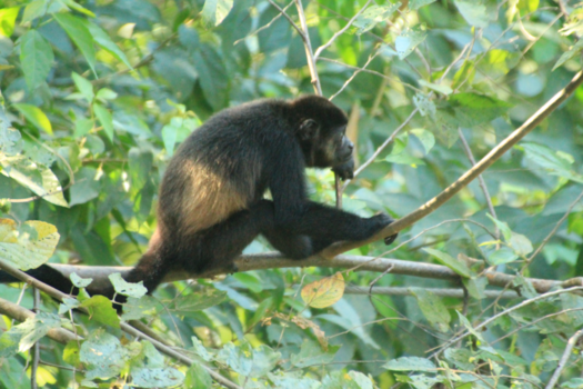 Costa Rica in drie weken
