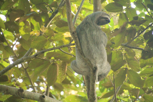 Costa Rica in drie weken