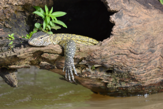 Rondreis Costa Rica en Panama - Ontspannen in de natuur