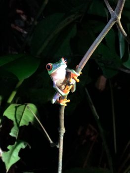 Costa Rica - Tortuguero kikkertje Popoci 08-08-2019
