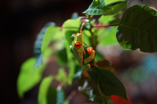 Costa Rica in drie weken - Red-eyed Tree Frog