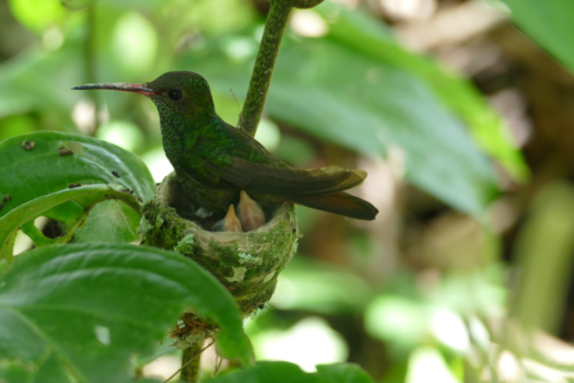 Rondreis Noord-Costa Rica - kolibrie met jong