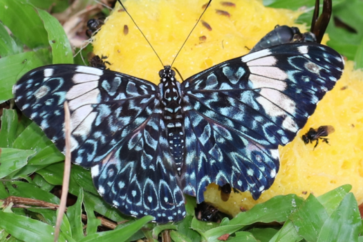 Rondreis hoogtepunten Costa Rica - Still leven