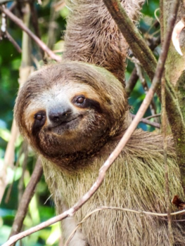 Rondreis Caribische kust Costa Rica - Luiaard op vakantie