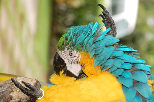Rondreis Noord-Costa Rica - Papegaai na een lange tijd geduldig wachten