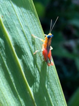 Costa Rica - Krekels in Costa Rica laten zich veel makkelijker vinden dan in Europa!
