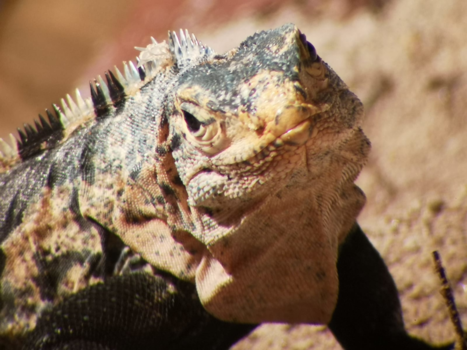 Costa Rica in drie weken - Fotogenieke iguana