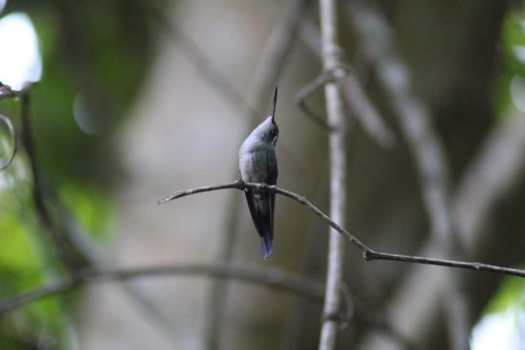 Viñales Valley - De kolibrie