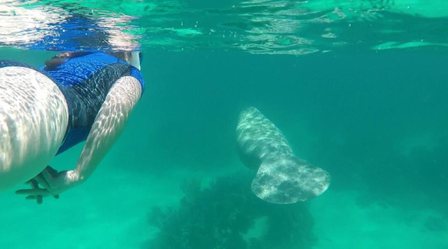Caye Caulker - zwemmen boven een zeekoe
