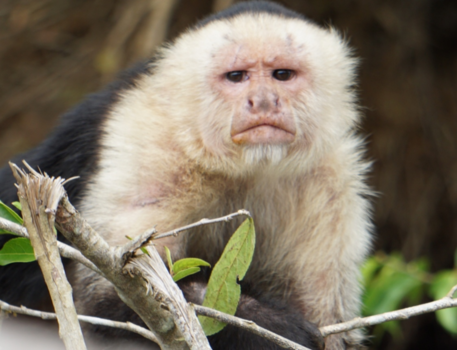 Rondreis hoogtepunten Costa Rica - Sta ik er goed op?