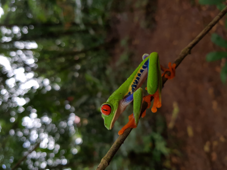 Sarapiqui - Frogs Heaven