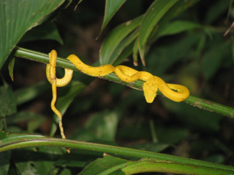 Corcovado National Park - Nieuwsgierig naar waar ik woon?