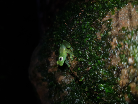 Sarapiqui - Frogs Heaven 2