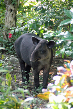 Costa Rica in drie weken - Ssst een tapir